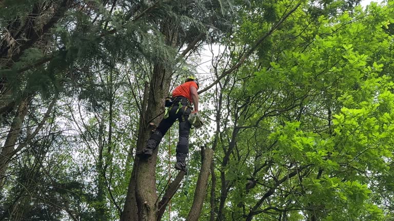 Trusted Paris, AR  Tree Services Experts